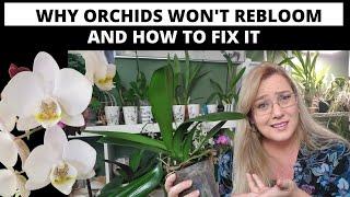 Why Wont My Orchid Bloom? Reasons and How to Fix them