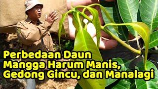 PERBEDAAN DAUN MANGGA  Harum Manis  Gedong Gincu  Manalagi Probolinggolali Jiwo