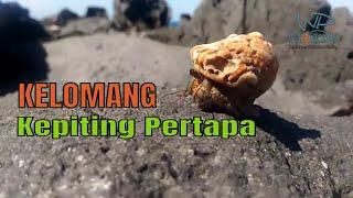 Kelomang  di Alam Bebas Berbatu  Kepiting Pertapa  Ketam Pertapa  Umang-umang