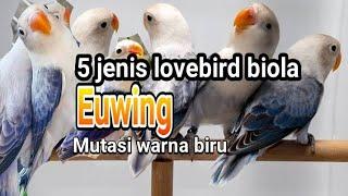 5 jenis lovebird biola euwing dari mutasi warna biru