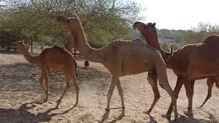desert camel romance  raning