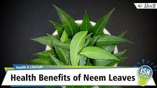 Health Benefits of Neem Leaves  ISH News