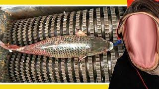 How Fish Is Made HowItsMade #2