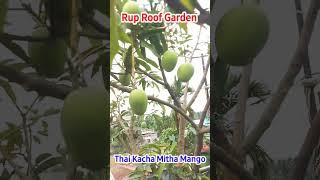 Thai Kacha Mitha Mango on Roof top।ছাদবাগানে কাঁচামিঠা আম।#YouTubeshorts #ViralShorts #RupRoofGarden