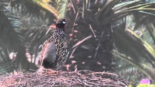 Black Francolin Kfar Ruppin Israel 2012.m2ts