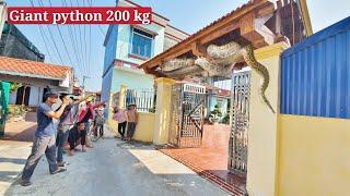 60-year-old man panicked when he discovered a giant snake hanging from the roof of the gate