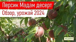 Персик Мадам десерт урожай 2024 и обзор сорта