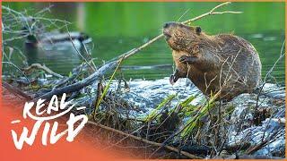 Why Do Beavers Build Dams? Natures Engineers Wildlife Documentary  Natural Kingdom  Real Wild