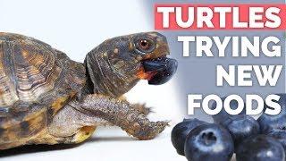 Baby Box Turtles Trying New Fruits & Vegetables