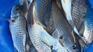 We destroyed the croaker on a party boat Catch clean cook￼