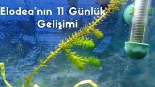 Elodea Bitkisinin 11 Günlük Gelişimi Akvaryum Balıkları