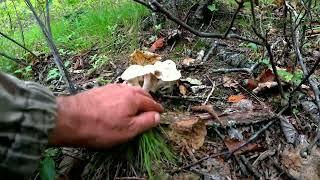 SILENT HUNT. Edible mushrooms in the Primorsky Territory.