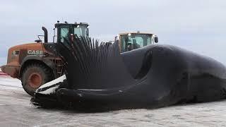 Whale baleen from the bowhead whale