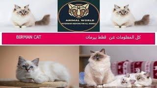 كل المعلومات عن قطط بيرمان BIRMAN CAT