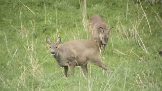 roe deer