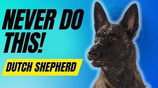 7 Things You Must NEVER Do To Your Dutch Shepherd Dog