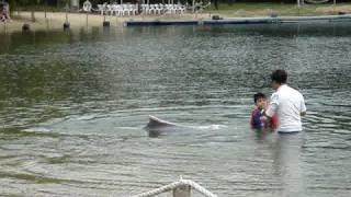 ikan dolphin makan budak