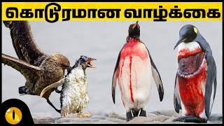 பென்குயின்களின் கொடூரமான வாழ்க்கை  Difficult Lives of Penguins  Animaltube Tamil