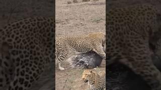 the leopard drags the porcupine