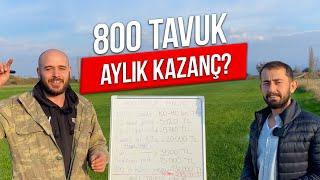 800 Tavuk - Aylık Kazanç?