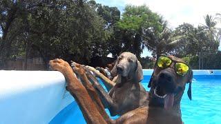 BEST Pets of the Summer  Funniest Cats and Dogs