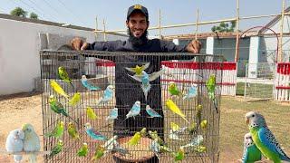 Budgies Parrots Gift Mily  Itny Zyada 