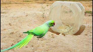 How to make a parrot trap