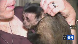 Creve Coeur woman fights to keep emotional support monkeys
