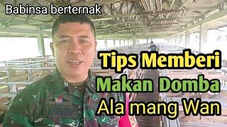 Cara memberi makan Domba Budidaya bersama babinsa & mang wan