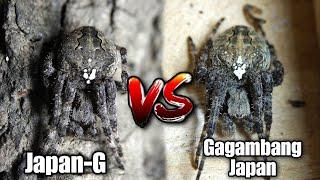 Gagambang Japan VS Gagambang Japan