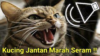 Suara Kucing Jantan Marah Mengerang 