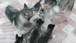 SIBERIAN HUSKY DAD PLAYING WITH HIS 9 PUPPIES FOR THE FIRST TIME  6 WEEKS OLD