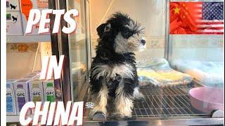 Buying A Dog In China  Tianjin  Black in China Vlog