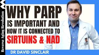 Why PARP Is Vital And How It Is Connected To Sirtuins & NAD  Dr David Sinclair Interview Clips