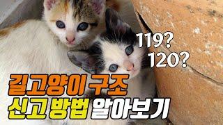 길고양이 구조 신고 방법  How to report a rescue of a stray cat  냥이생각