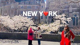 4KNYC Spring WalkBeautiful Sunday in New York City Sakura Park Columbia Campus  Apr 2024