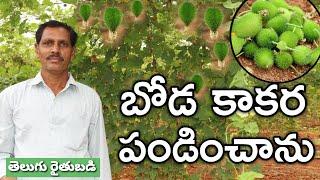 రెండెకరాల్లో ఆకాకర సాగు చేశాను  Teasel Gourd  రైతు బడి