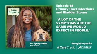 UTIs and Bladder Stones in Dogs With Dr. Okine  Care Experts by CareCredit