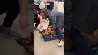 Saving Dog *  Travelers Rest Animal Hospital * Dr Hunt * Dr Hunt Saves Dog
