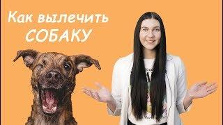 Собака заболела. Что делать