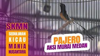 Silahkan Nilai Pertarungan Sengit  MURAI BATU PAJERO di SKMN CUP Medan