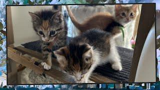 Foster Kitten Livestream S9 E18 - June 9 2024
