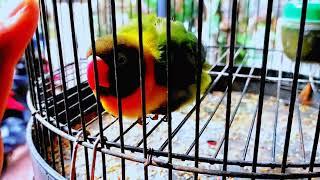 Burung ini galak