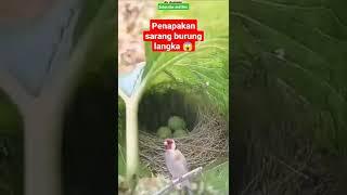 #shorts -wow‼️penampakan sarang burung langka#viral #fyp #trending #ytshorts  #amazing #tiktok #cctv