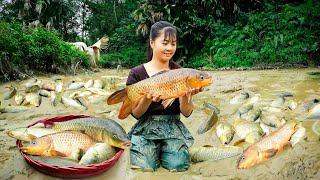 Harvesting A Lot Of Fish At Mud Pond Goes to market sell - Cooking fish  New Free Bushcraft