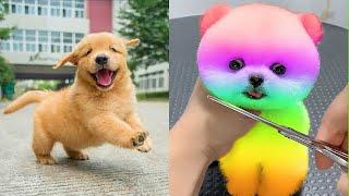 Tik Tok Chó Phốc Sóc Mini  Funny and Cute Pomeranian #233