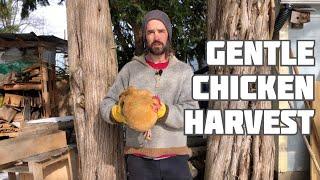 Chicken Harvest - Gentle and Careful Warning we show the process