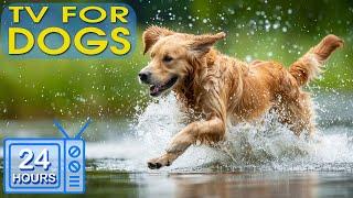 24 Hours Best Entertain Videos for Dogs Dog TV & Prevent Boredom and Anxiety of Dogs