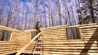 Solo Building A Big Log Cabin From My Land Done With Eave Logs