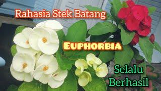 Dijamin Sukses Stek Bunga Euphorbia Dengan Cara Ini